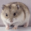 Uživatelský avatar